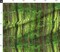 Forest Trees Grove Wood Birch Green Emerald Woodland Custom Printed Fabric by Spoonflower Various Fabrics by the Yard or Fat Quarter